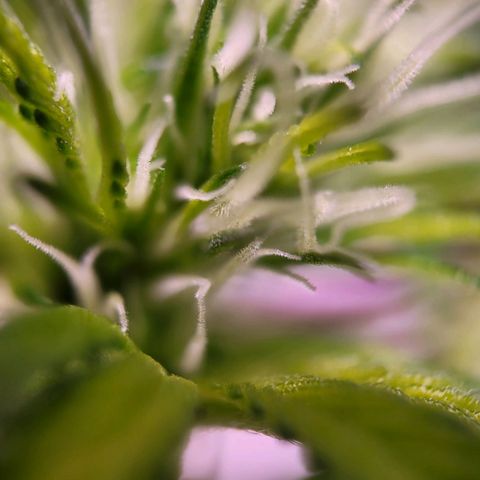 Sensi Skunk growlog timeline photo