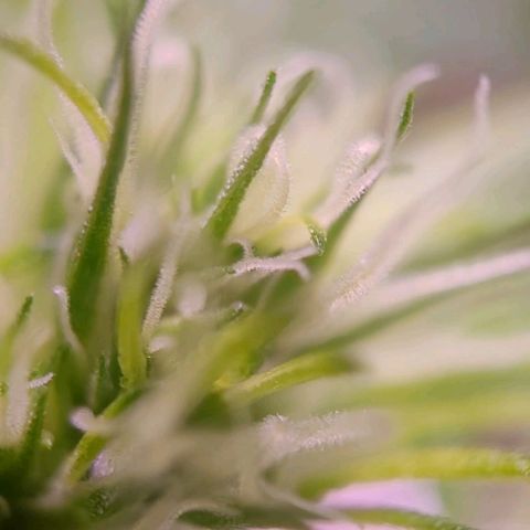 Sensi Skunk growlog timeline photo