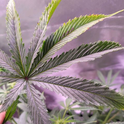 Sensi Skunk growlog photo: Irgend einen Mangel 