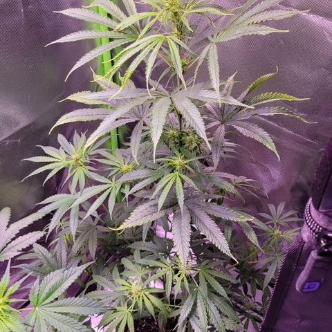 Sensi Skunk growlog timeline photo
