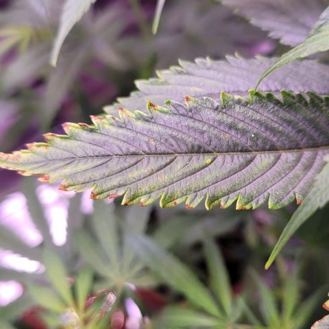 Sensi Skunk growlog timeline photo
