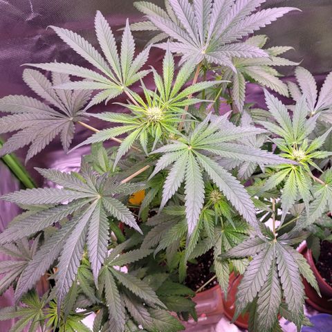 Purple bud  growlog timeline photo
