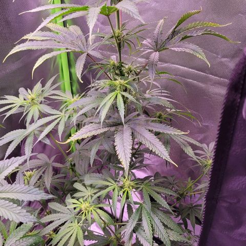 Sensi Skunk growlog timeline photo