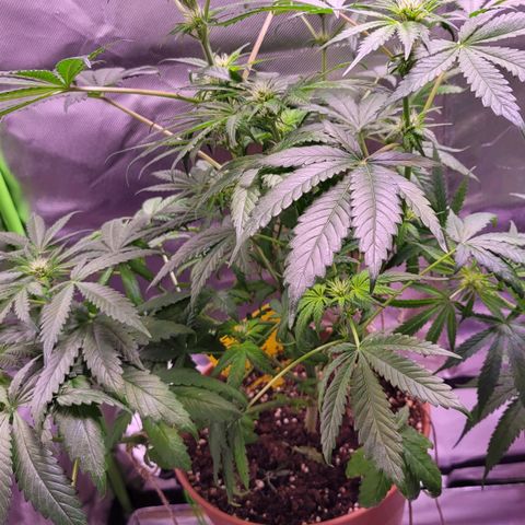 Purple bud  growlog timeline photo