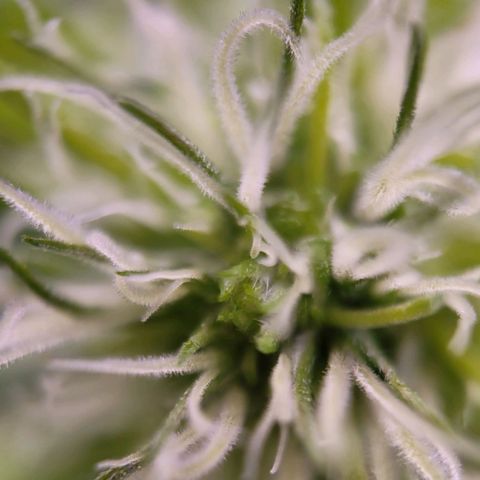 Sensi Skunk growlog timeline photo