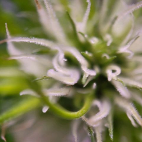 Sensi Skunk growlog timeline photo