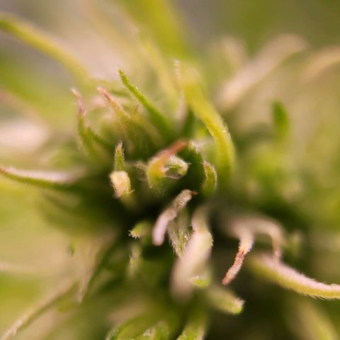 Purple bud  growlog timeline photo