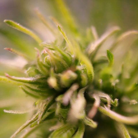 Purple bud  growlog timeline photo