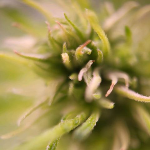 Purple bud  growlog timeline photo