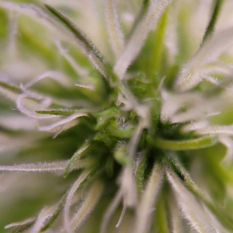 Sensi Skunk growlog timeline photo