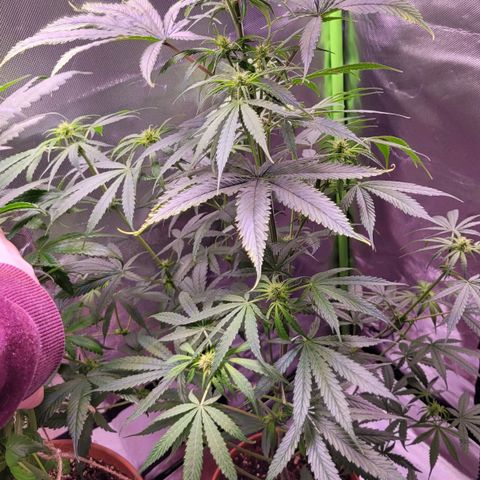 Sensi Skunk growlog timeline photo