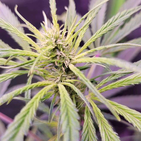 Sensi Skunk growlog timeline photo