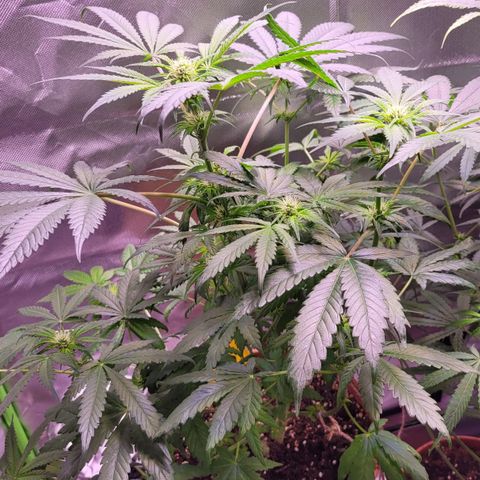 Purple bud  growlog timeline photo