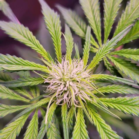 Purple bud  growlog timeline photo