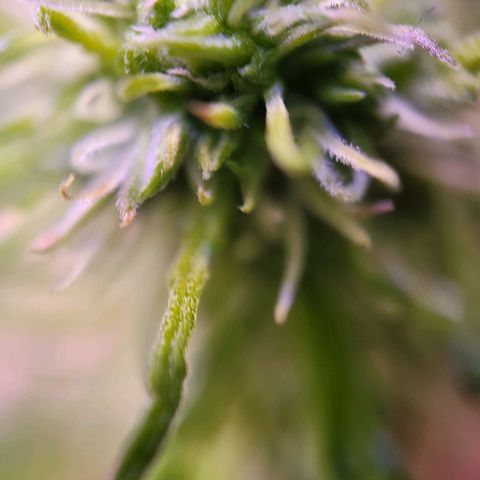 Sensi Skunk growlog timeline photo