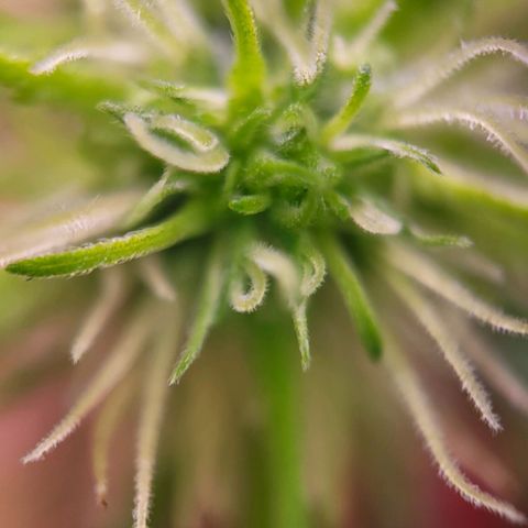 Sensi Skunk growlog timeline photo