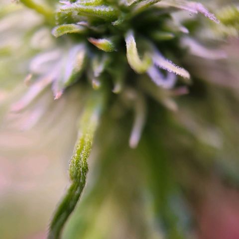 Sensi Skunk growlog timeline photo