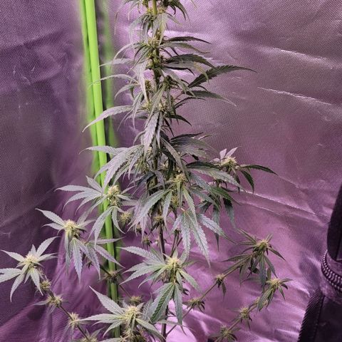 Sensi Skunk growlog timeline photo