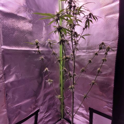 Sensi Skunk growlog timeline photo
