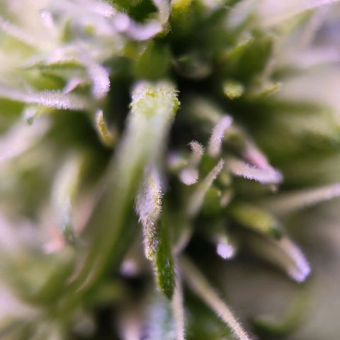 Sensi Skunk growlog timeline photo