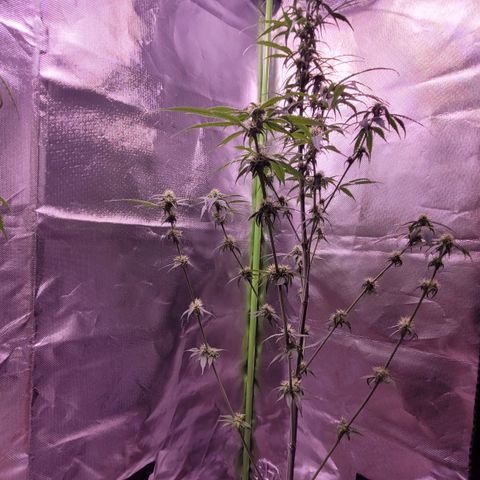 Sensi Skunk growlog timeline photo