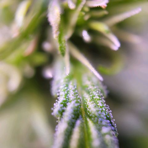 Sensi Skunk growlog timeline photo
