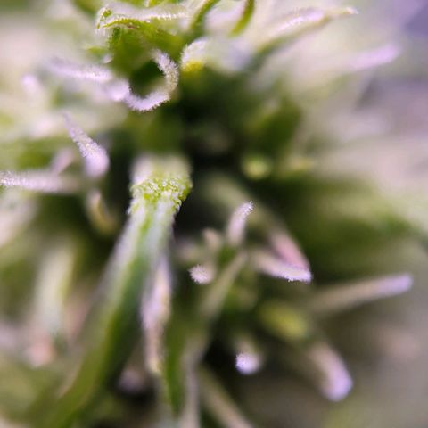 Sensi Skunk growlog timeline photo