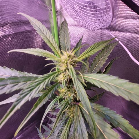 Sensi Skunk growlog timeline photo