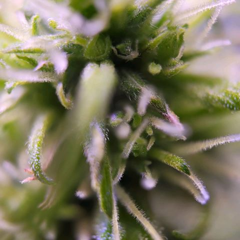 Sensi Skunk growlog timeline photo
