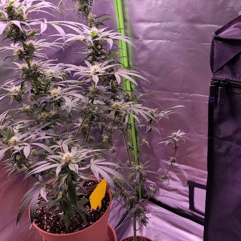 Sensi Skunk growlog timeline photo