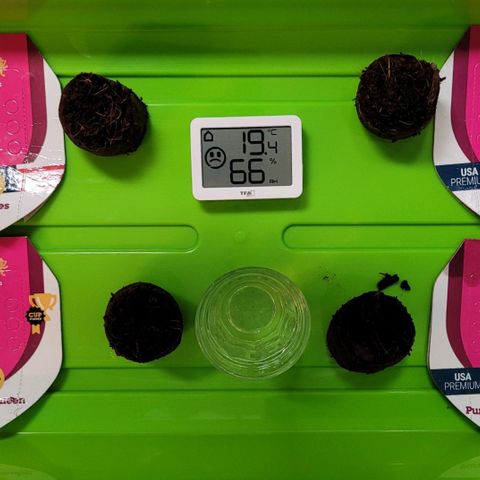 Purple Queen growlog photo: In erde und in das grow zelt 