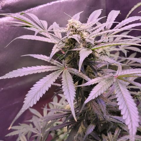 Purple bud  growlog timeline photo