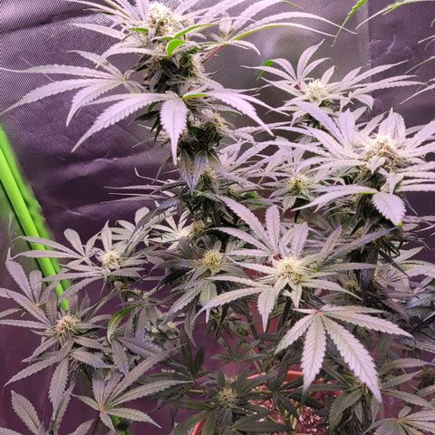 Purple bud  growlog timeline photo