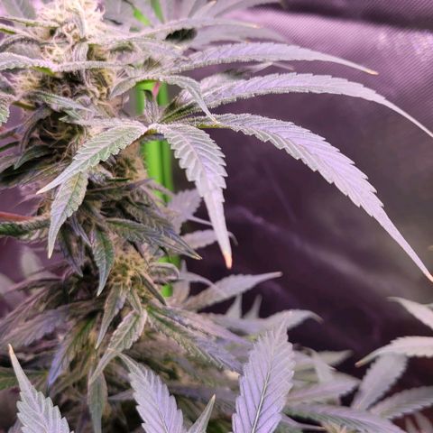 Purple bud  growlog timeline photo