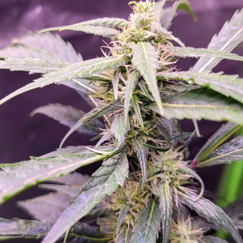 Sensi Skunk growlog timeline photo