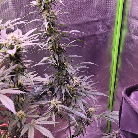 Sensi Skunk growlog timeline photo