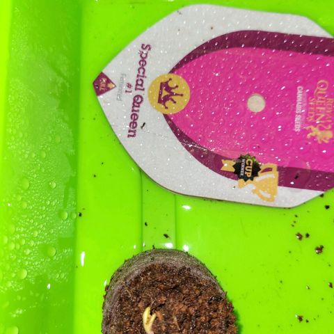 Special Queen growlog timeline photo