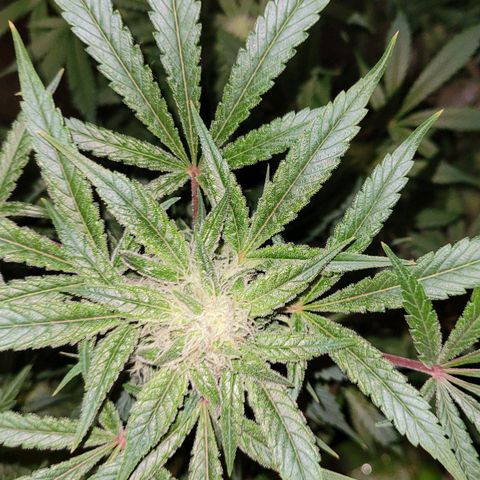 Purple bud  growlog timeline photo
