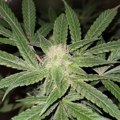 Purple bud  growlog timeline photo