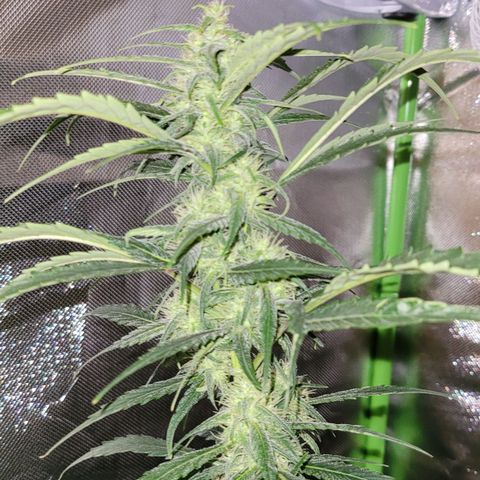 Sensi Skunk growlog timeline photo