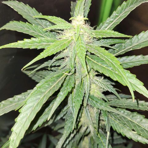 Sensi Skunk growlog timeline photo