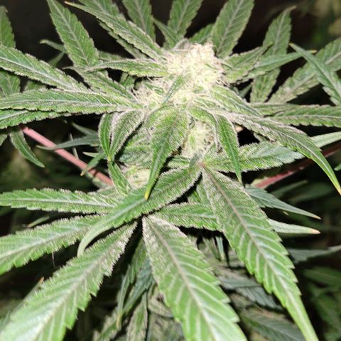 Purple bud  growlog timeline photo