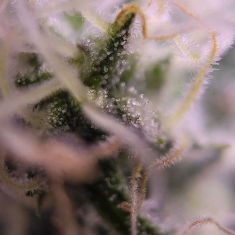 Purple bud  growlog timeline photo