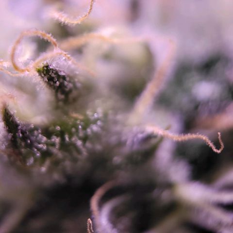 Purple bud  growlog timeline photo