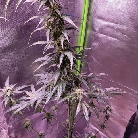 Sensi Skunk growlog timeline photo