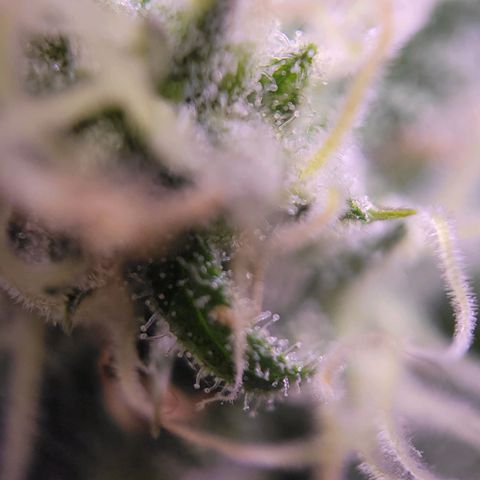 Purple bud  growlog timeline photo