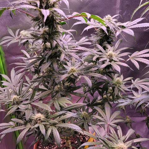 Purple bud  growlog timeline photo