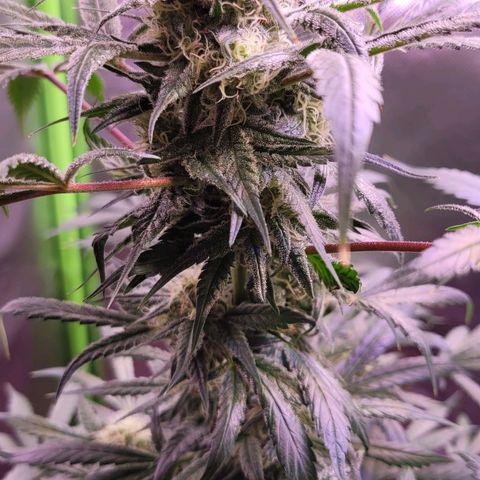 Purple bud  growlog timeline photo
