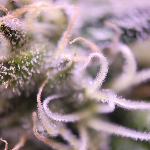 Purple bud  growlog timeline photo