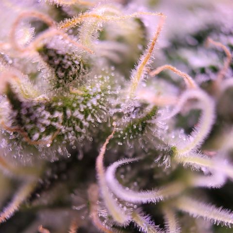 Purple bud  growlog timeline photo